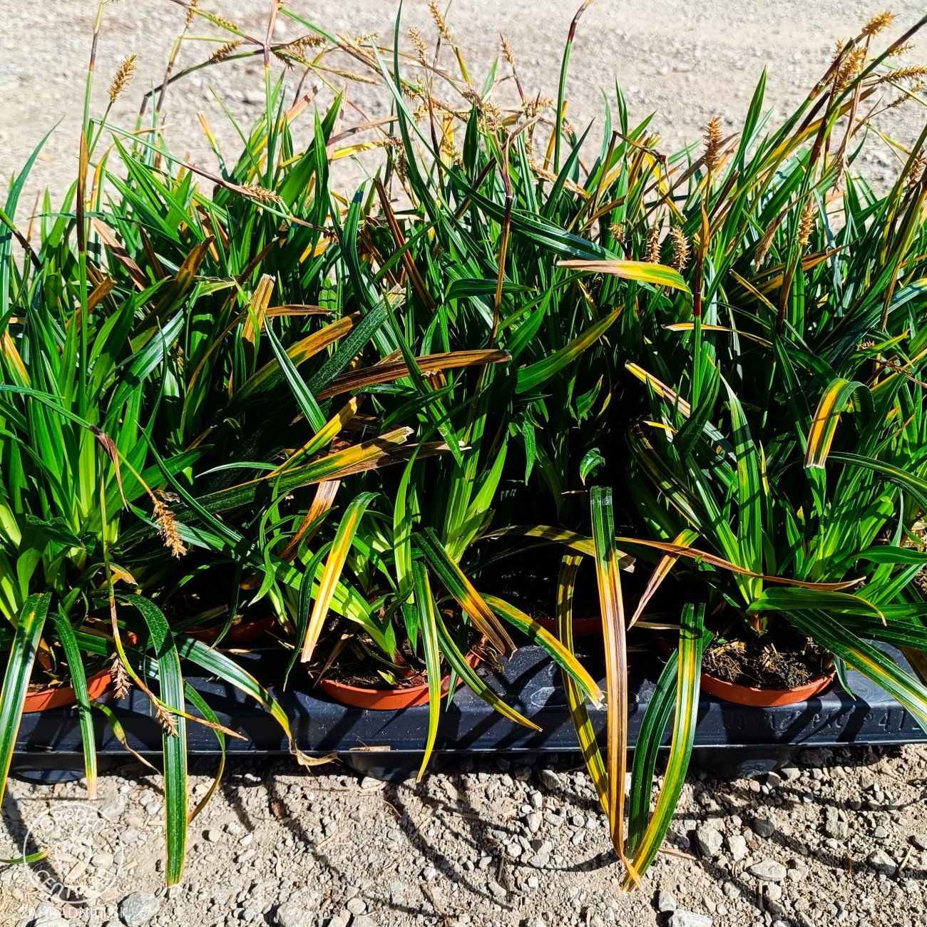 Obrázok Ostrica japonská (Carex morrowii) ‘IRISH GREEN’ - kont. P11